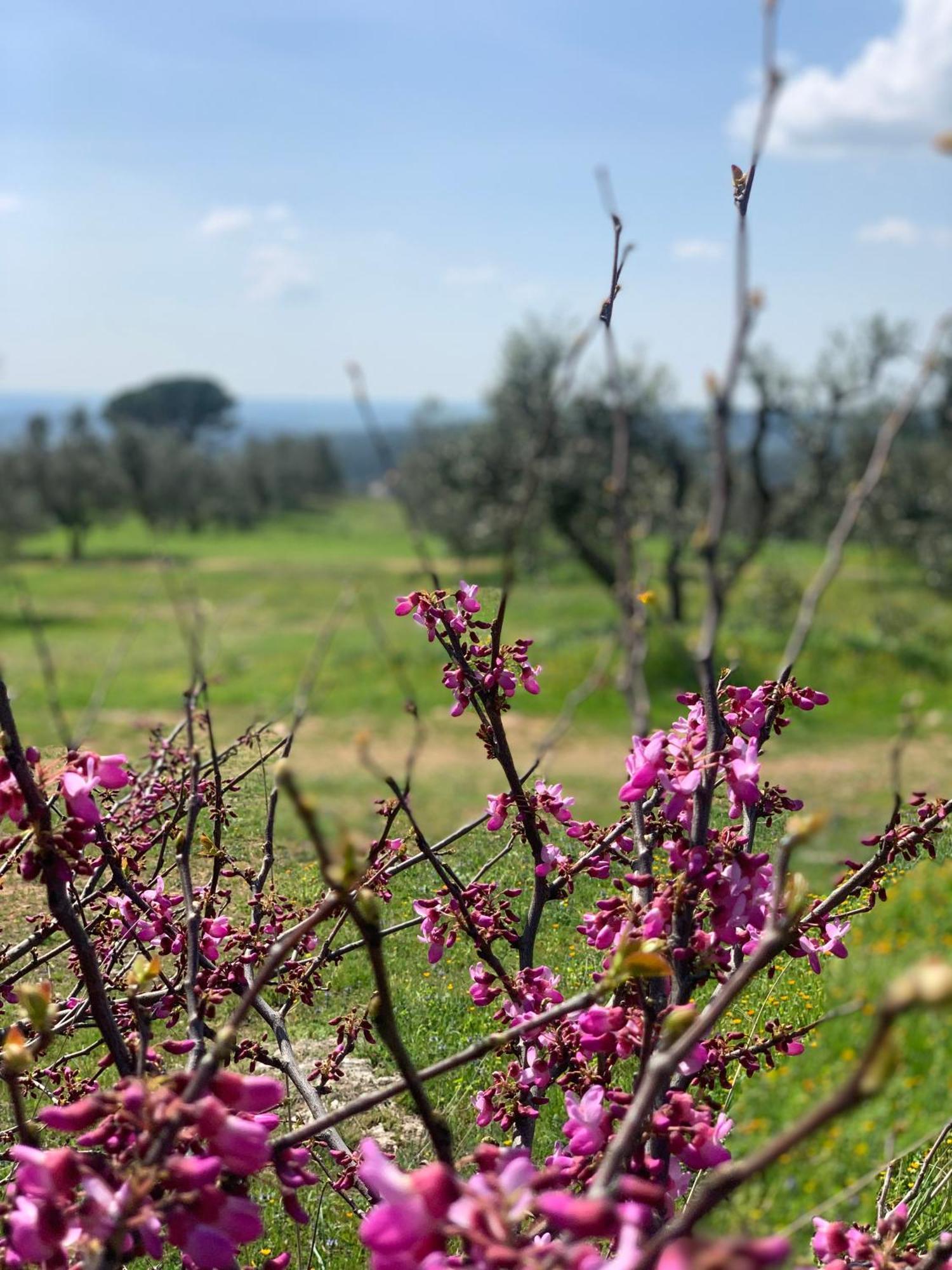 Agriturismo Poggio Falco Batignano Zewnętrze zdjęcie